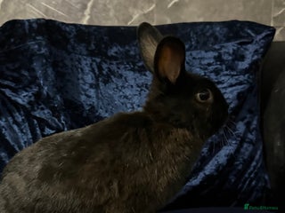 Mini Lop rabbits - Advert 8