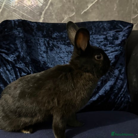 Mini Lop rabbits - Advert 1