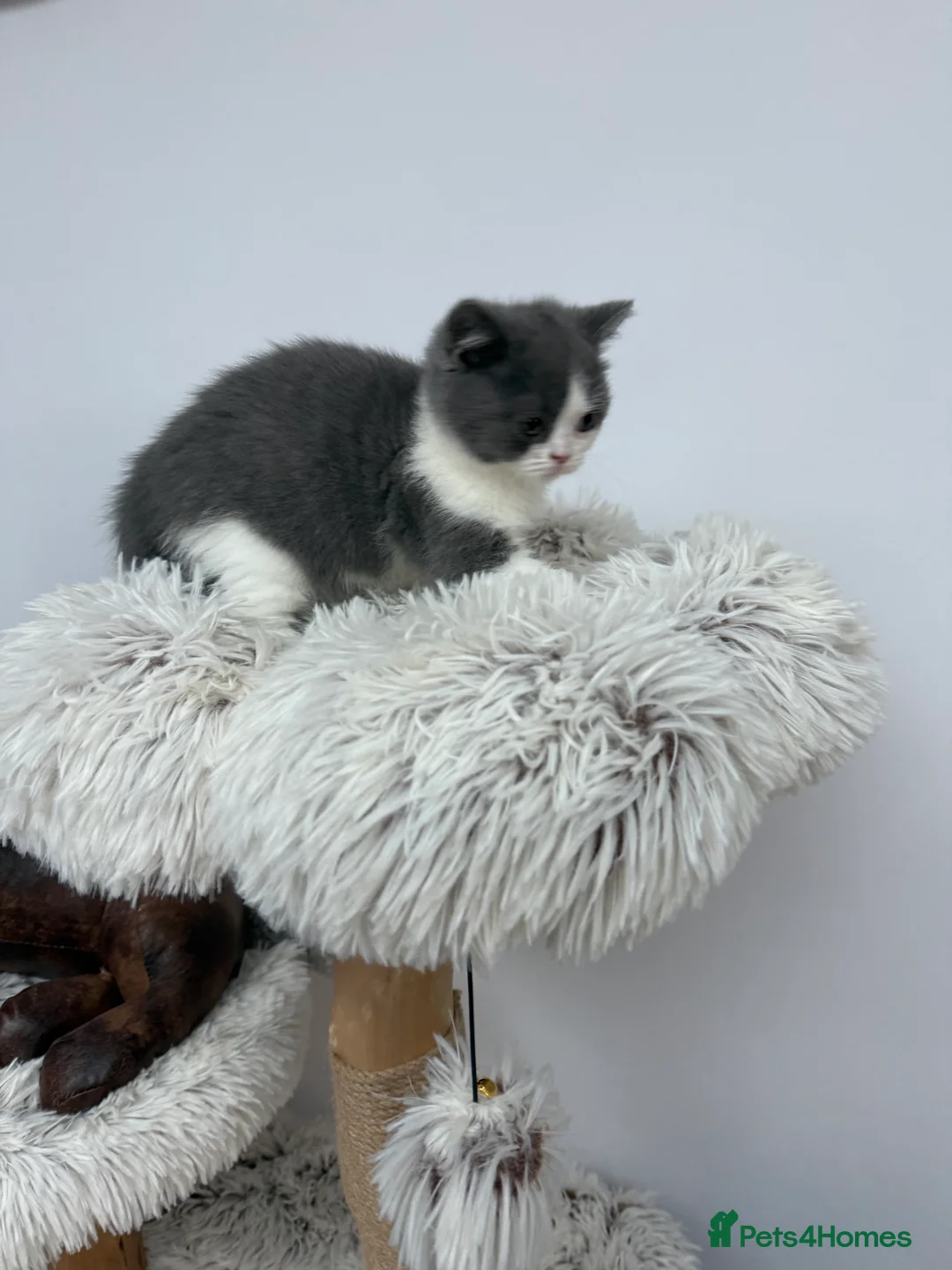 British Shorthair cats for sale: British Shorthair Kitten  - Advert 6