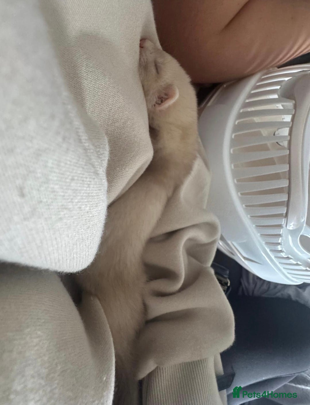 Ferret rodents for sale: 3 little ferrets for rehome!  - Advert 5