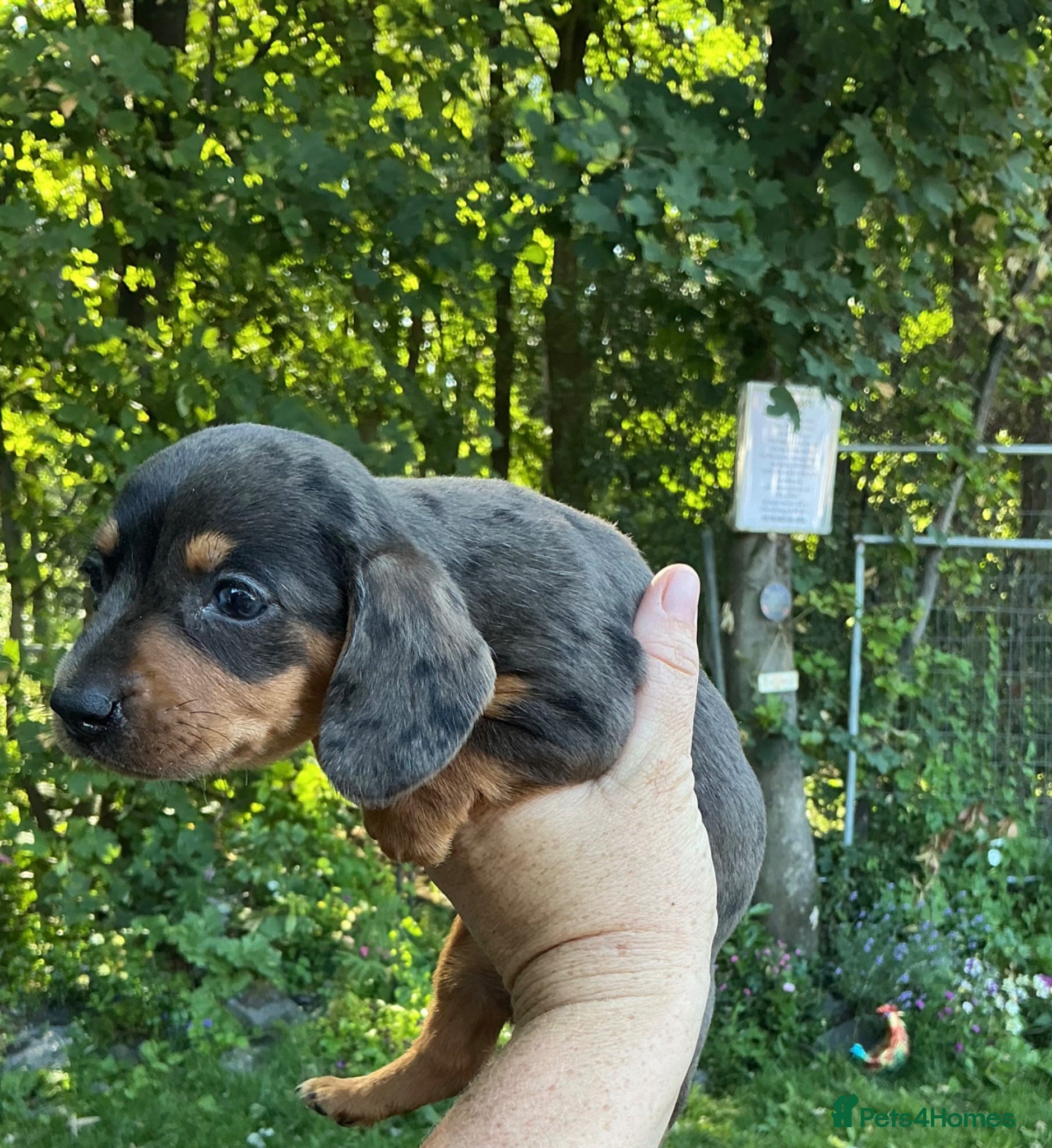 Miniature Dachshund dogs Miniature dachshund  - Advert 12
