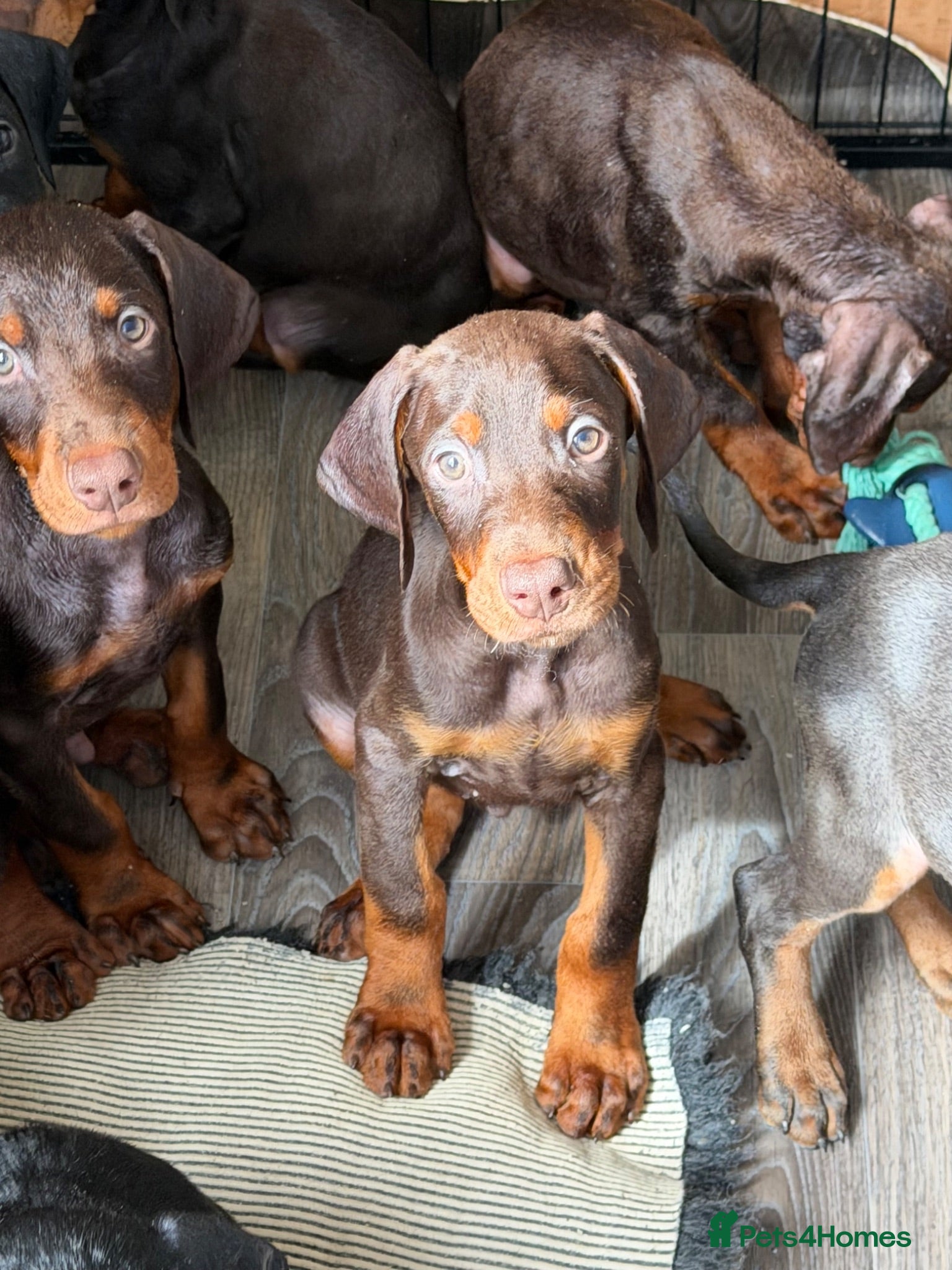 Dobermann dogs Kc reg health tested Doberman’s price dropped - Advert 3