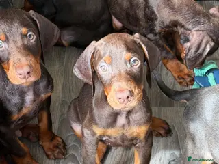 Dobermann dogs Kc reg health tested Doberman’s price dropped - Advert 3