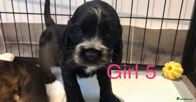 Cocker Spaniel dogs Kc show extensive health tests beautiful colours - Advert 8