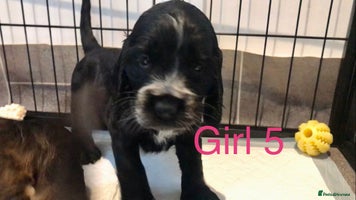 Cocker Spaniel dogs Kc show extensive health tests beautiful colours - Advert 4