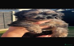 Cavapoo dogs for sale: Cavapoos outstanding colours  in Longfield - Image 1