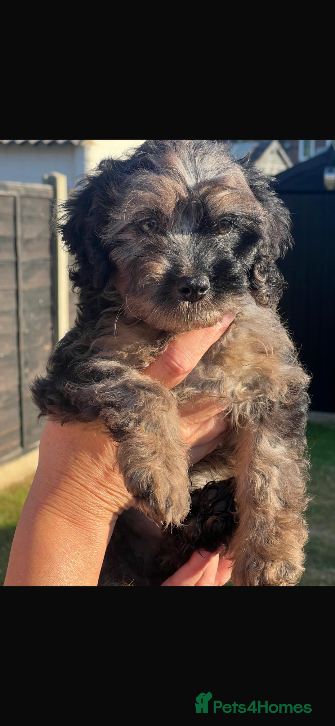 Cavapoo dogs for sale: Cavapoos outstanding colours  in Longfield - Image 1
