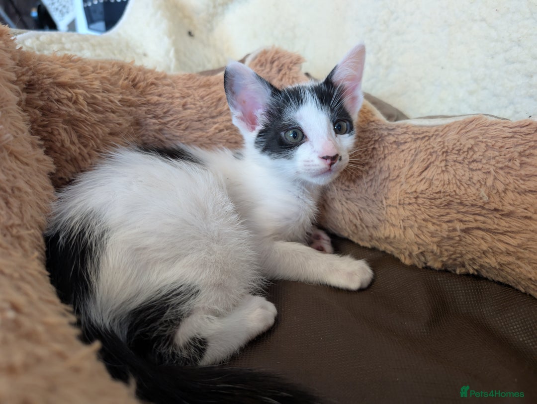 Oriental cats for sale: Orientals for sale  - Image 9