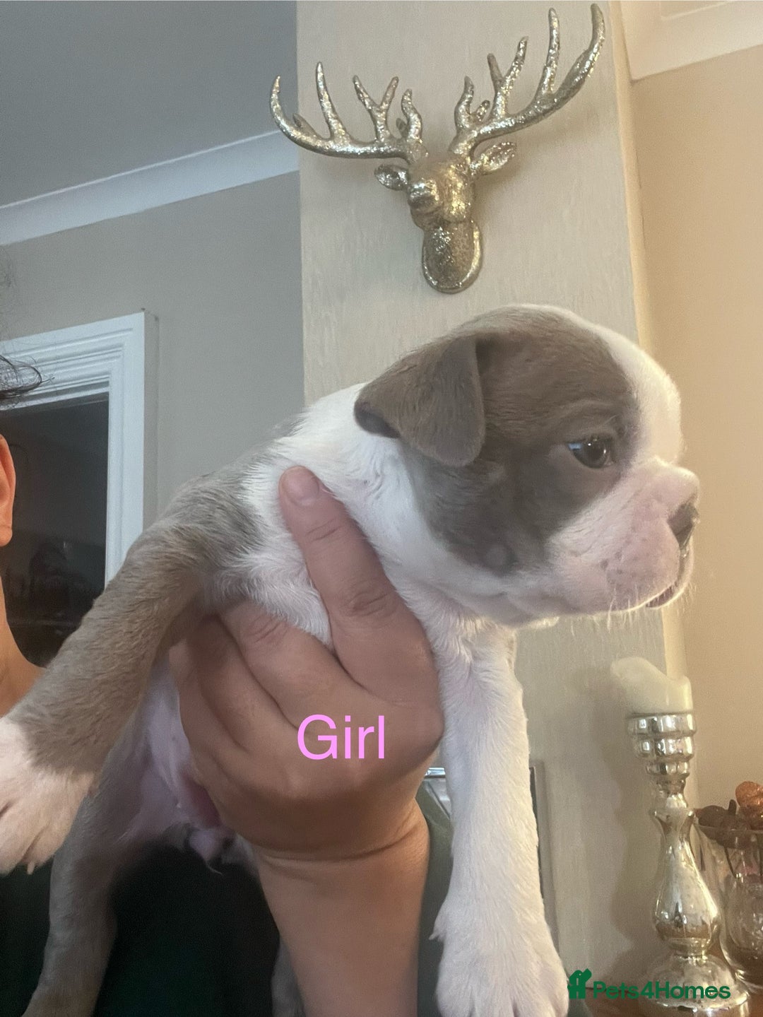 Boston Terrier dogs for sale: Stunning Bostons *1 BEAUTIFUL BOY REMAINING* - Advert 22