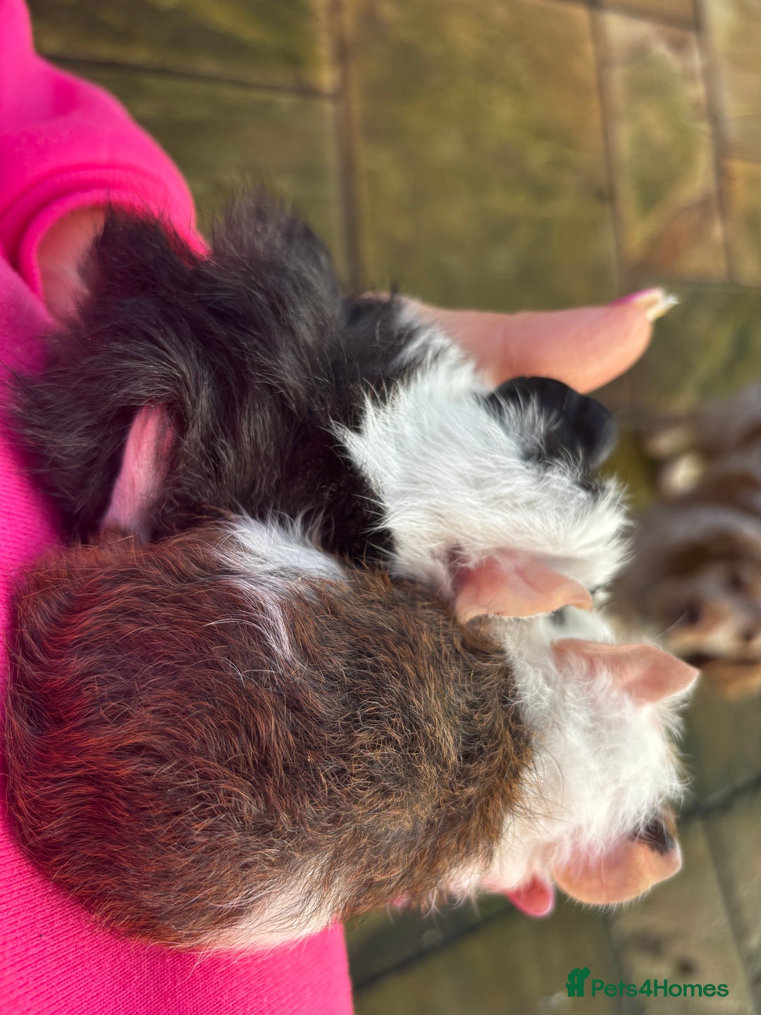 Guinea Pig rodents for sale: 2 little boys ready now - Advert 4