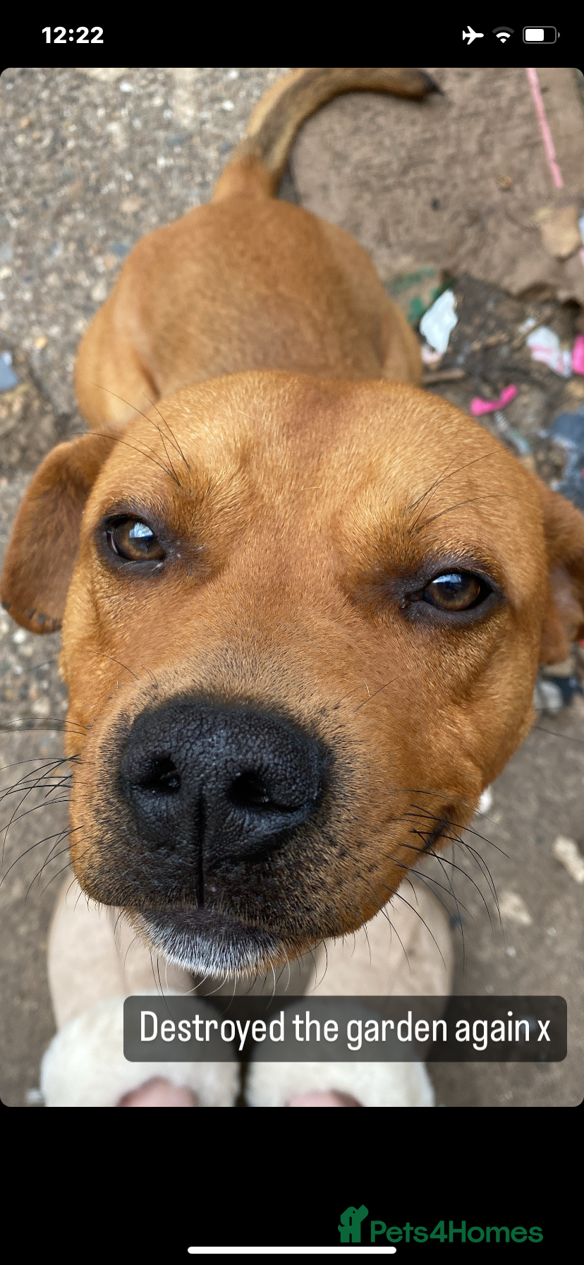 Mixed Breed dogs Tanner - Advert 4