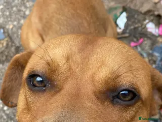 Mixed Breed dogs Tanner - Advert 4