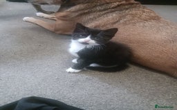 British Shorthair cats for sale: 3 black and white kittens  - Image 2