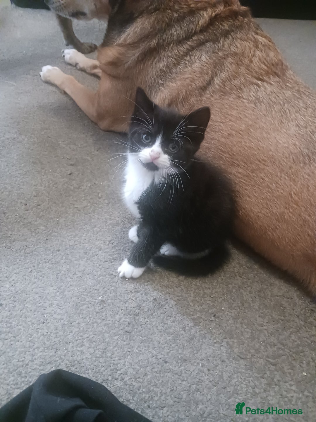 British Shorthair cats for sale: 3 black and white kittens  - Image 2