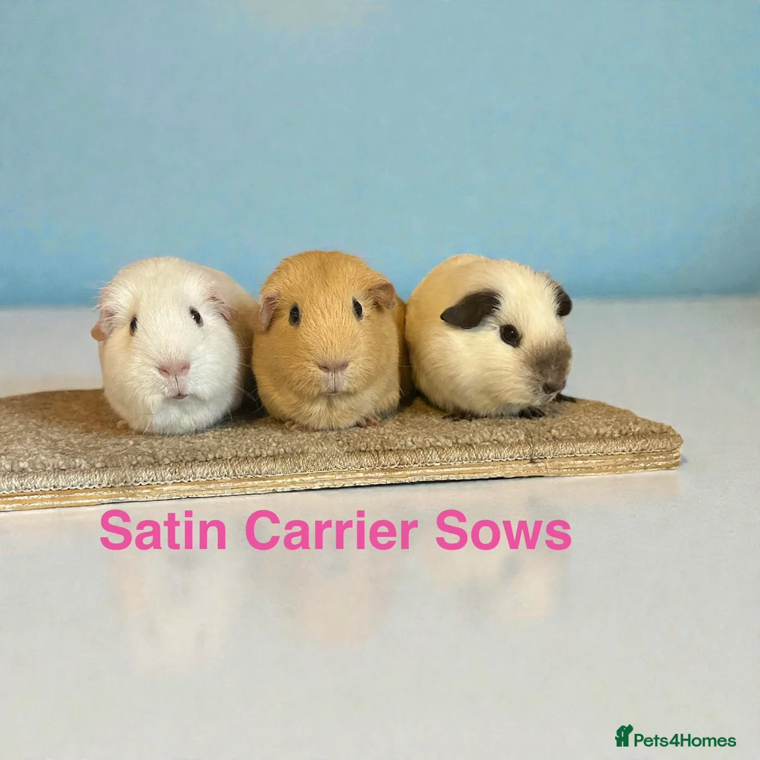 Guinea Pig rodents for sale: Guinea Pigs Boars Sows Lots Available  - Advert 1