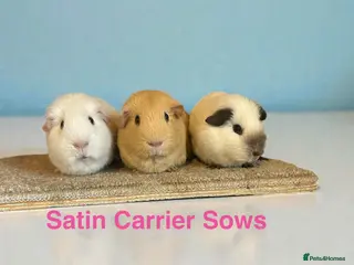 Guinea Pig rodents Guinea Pigs Boars Sows Lots Available - Advert 1