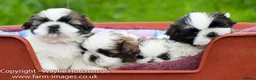 Shih Tzu dogs for stud: KC HARROPINE LUSTY DUSTY FOR STUD ONLY in Bridgend - Advert 15