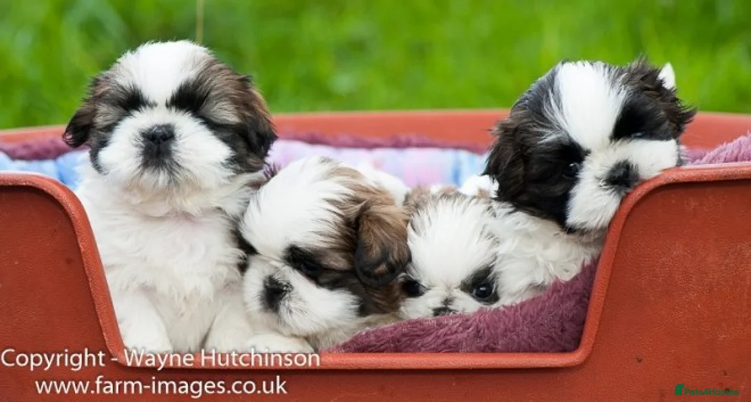 Shih Tzu dogs for stud: KC HARROPINE LUSTY DUSTY FOR STUD ONLY in Bridgend - Advert 15