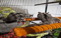 Sugar Glider rodents for sale: Stunning Male & Female Grey sugar glider pair - Advert 3