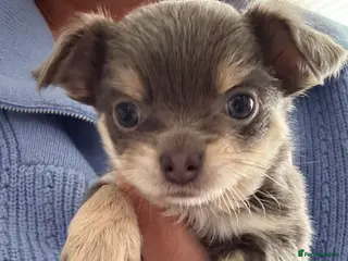 Chihuahua dogs Blue/Lilac Chihuahua Puppies in Maidenhead - Advert 4