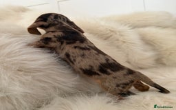 Miniature Dachshund dogs for sale: Stunning Silver & Chocolate Dapple Miniatures - Image 1