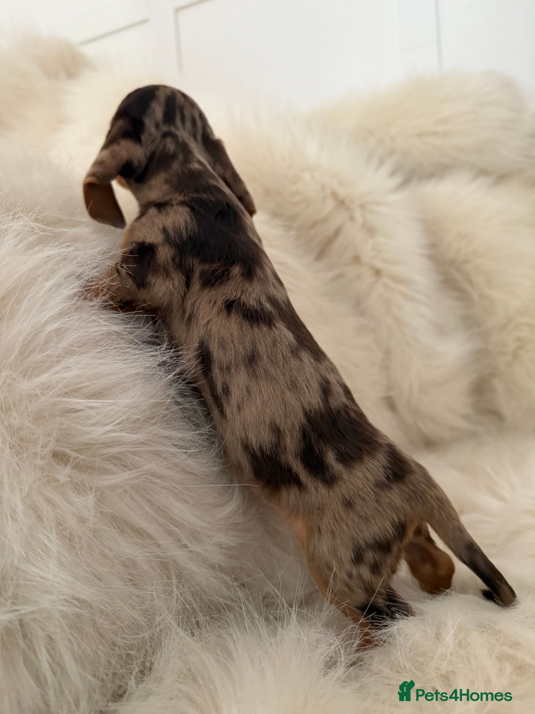 Miniature Dachshund dogs for sale: Stunning Silver & Chocolate Dapple Miniatures - Image 1