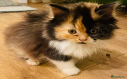 Mixed Breed cats for sale: Beautiful kittens ready for new homes.  - Image 6