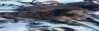 Miniature Dachshund 3