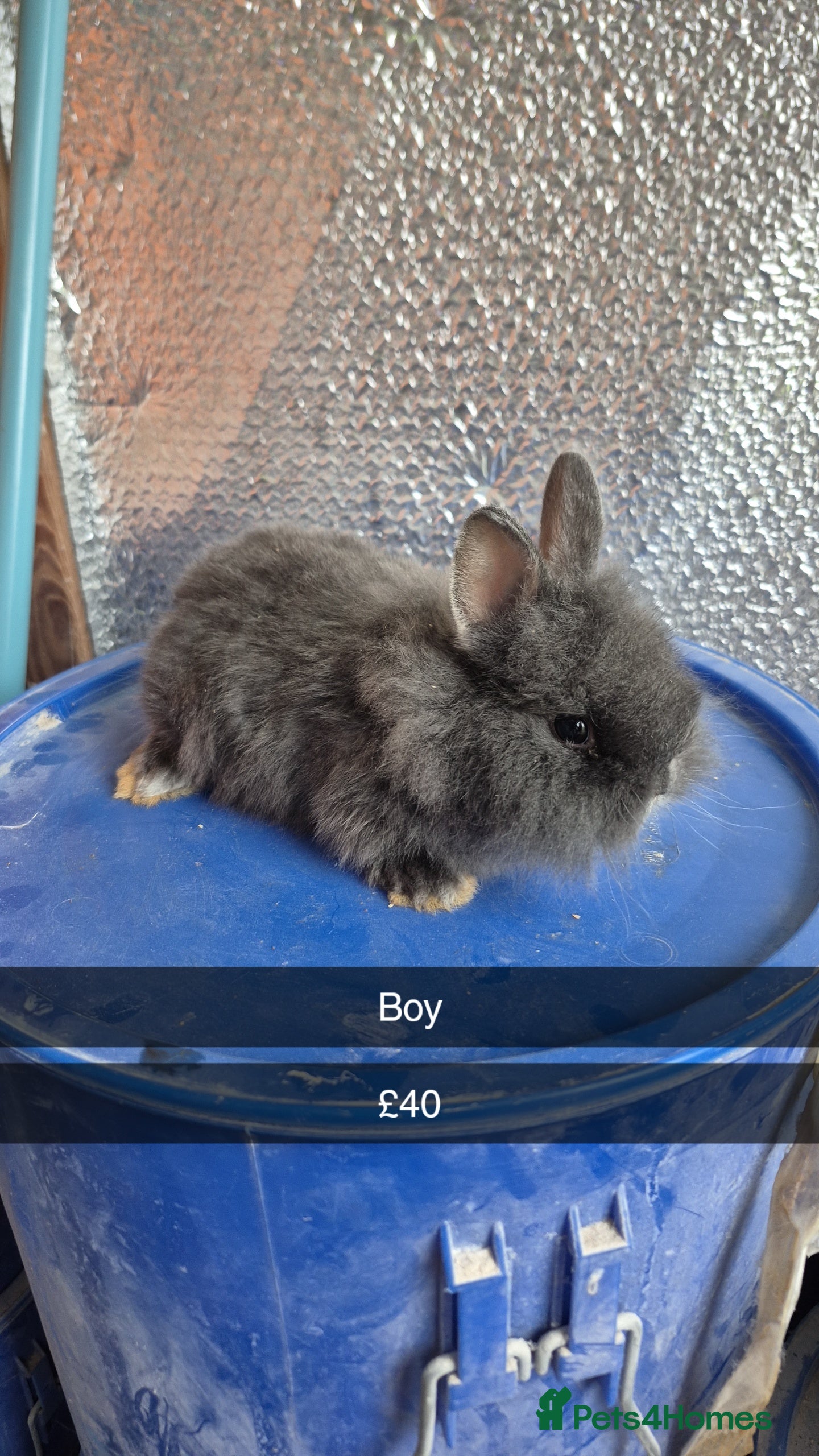 Lionhead rabbits Lionhead Baby Rabbits 8 weeks (Friendly) - Advert 13