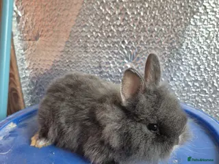 Lionhead rabbits Lionhead Baby Rabbits 8 weeks (Friendly) - Advert 13