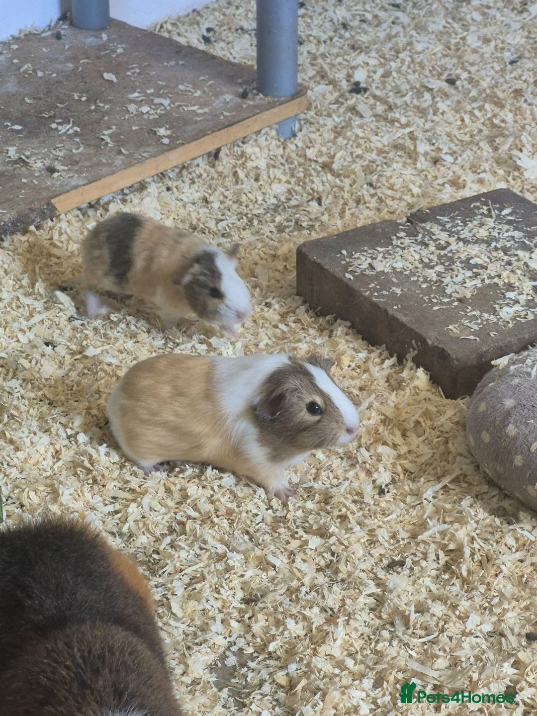 Guinea Pig rodents for sale: Boars for sale all well tempered  - Advert 2