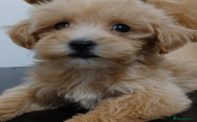 Maltipoo dogs - Advert 1