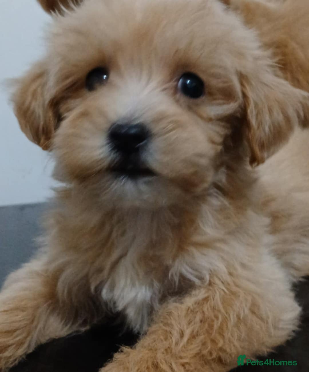 Maltipoo dogs for sale: ✨ F1 Maltipoo Puppies – Tiny, Loving & intelligent - Image 1