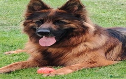 German Shepherd dogs for sale: Long coat German Shepherd puppies  - Image 2
