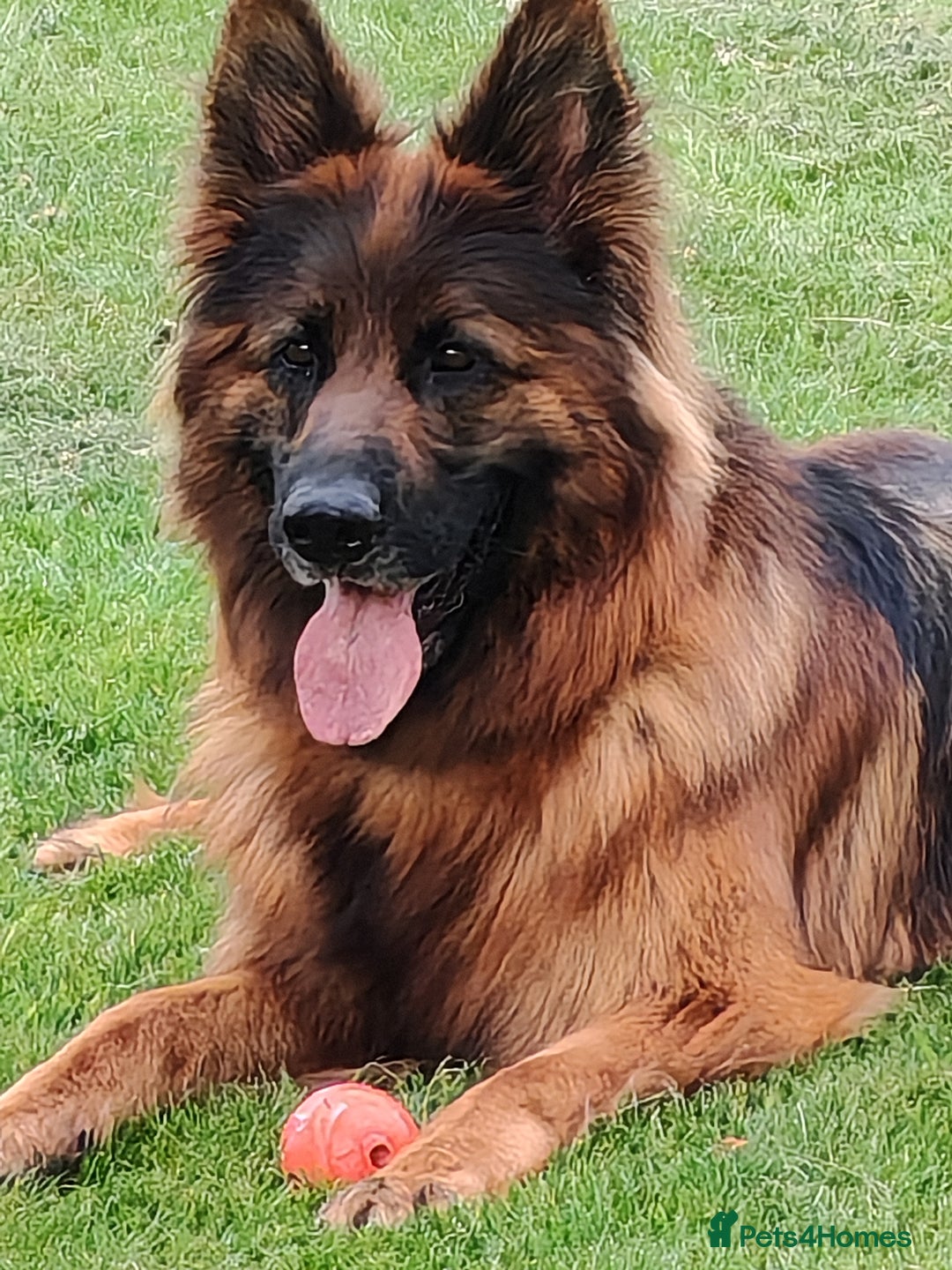 German Shepherd dogs for sale: Long coat German Shepherd puppies  - Image 2