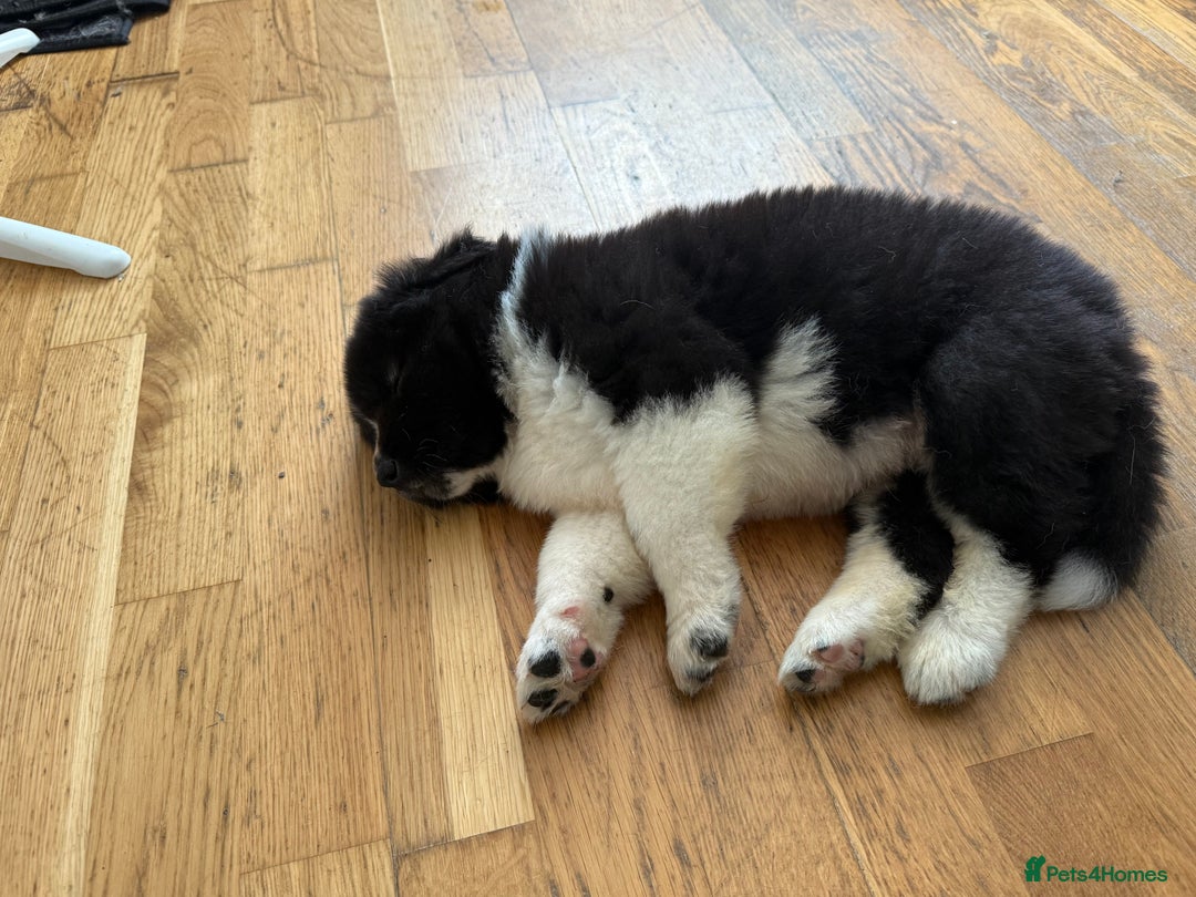 Akita dogs for sale:  American/ Japanese Akitas - Advert 13