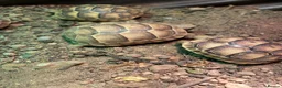 Tortoise reptiles for sale: Spur- Thighed hatchlings for sale in Chippenham - Advert 3