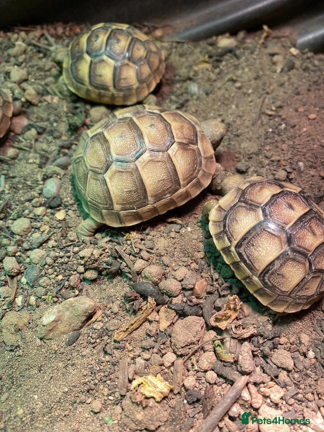 Tortoise reptiles for sale: Spur- Thighed hatchlings for sale in Chippenham - Advert 3