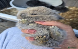 Mini Lop rabbits for sale: Mini lop rabbits  - Image 1