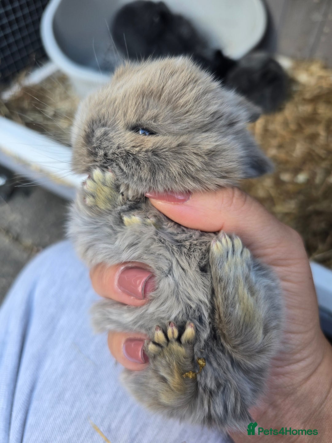 Mini Lop rabbits for sale: Mini lop rabbits  - Image 1
