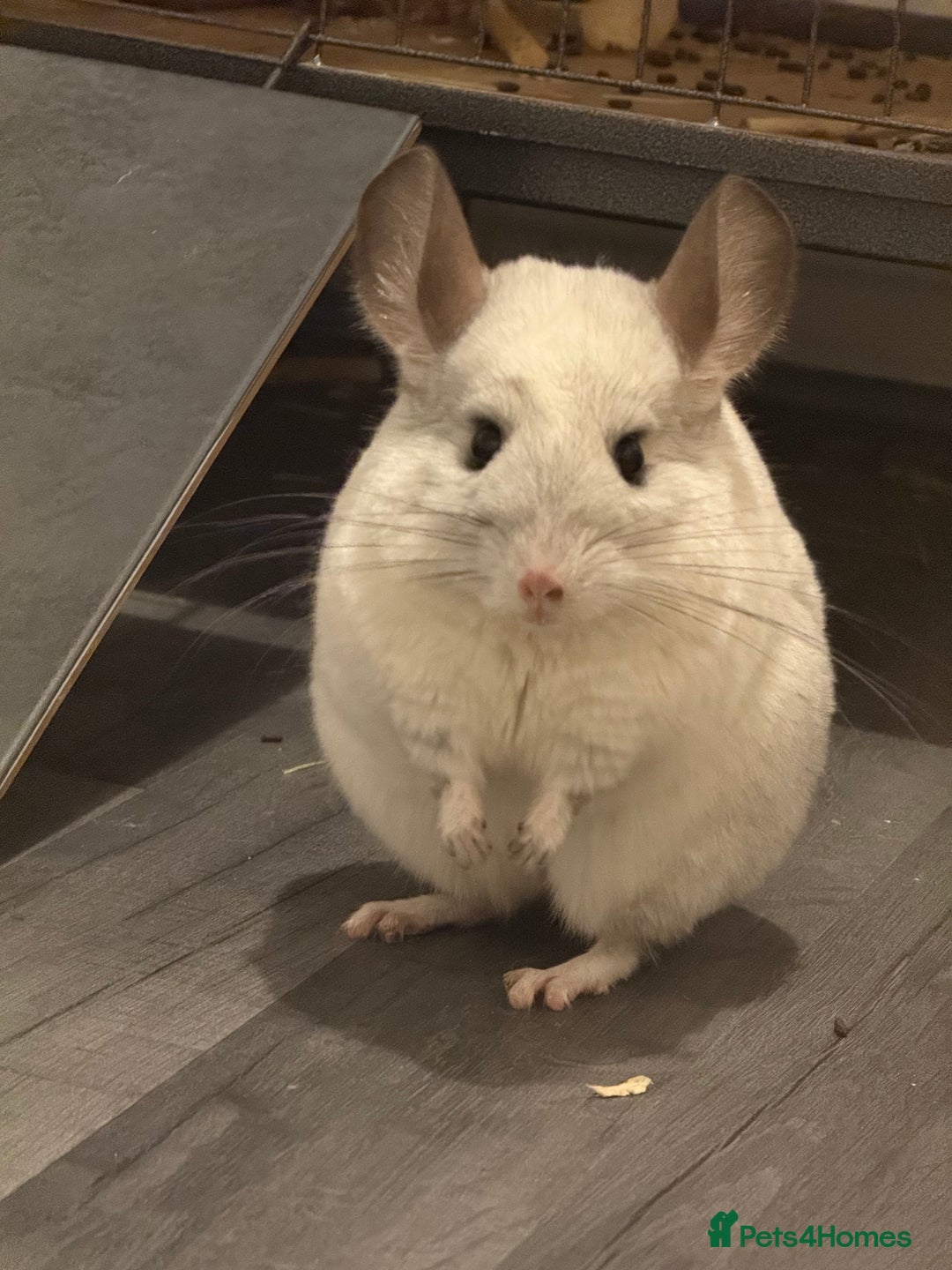 Chinchilla rodents for sale: 3 Chinchillas (family) - Image 3