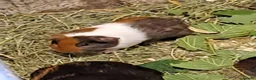 Guinea Pig rodents for sale: Baby guinea pigs for sale  - Advert 2