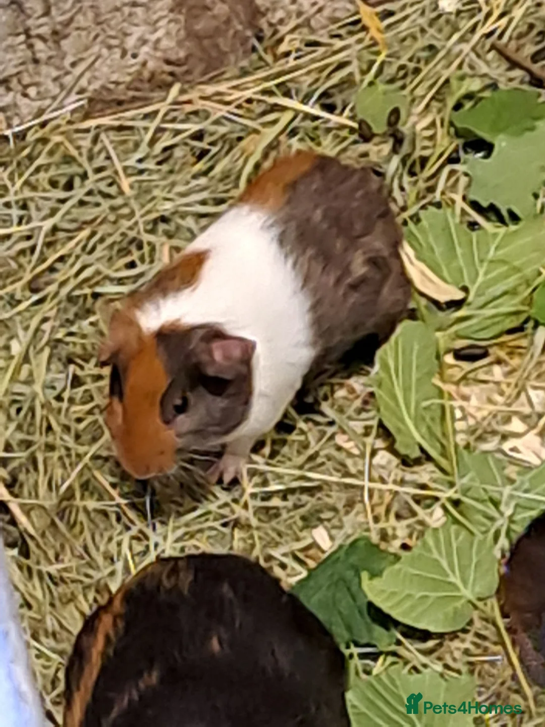 Guinea Pig rodents for sale: Baby guinea pigs for sale  - Advert 2