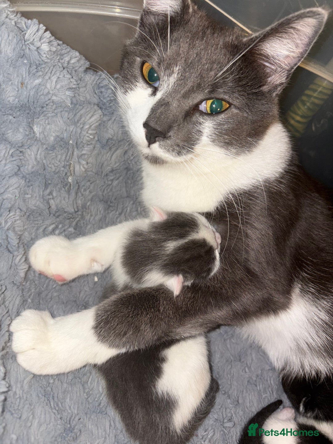 British Shorthair cats for sale: Grey kitten  - Image 2