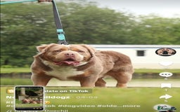 Dorset Olde Tyme Bulldogge dogs for sale: N.E.B.B.R fluffy carriers olde tyme bulldogs - Image 25