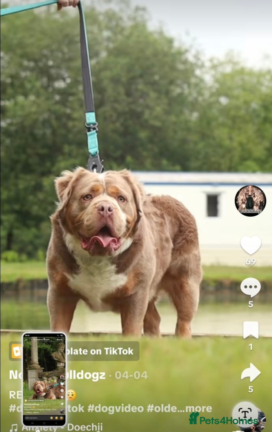 Dorset Olde Tyme Bulldogge dogs for sale: N.E.B.B.R fluffy carriers olde tyme bulldogs - Image 25