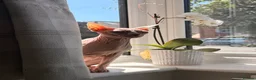 Sphynx cats for sale: Adult male Sphynx  in Hailsham - Advert 2