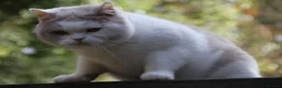 British Shorthair cats for sale: British shorthair kittens  - Advert 4