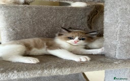 Ragdoll cats for sale: Ragdoll kittens boys 3 boys, one seal mink - Image 9