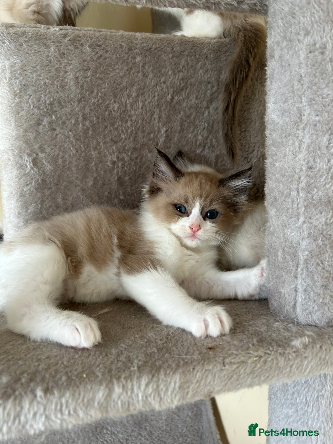 Ragdoll cats for sale: Ragdoll kittens boys 3 boys, one seal mink - Image 9
